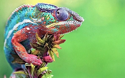 CMYK-lizard